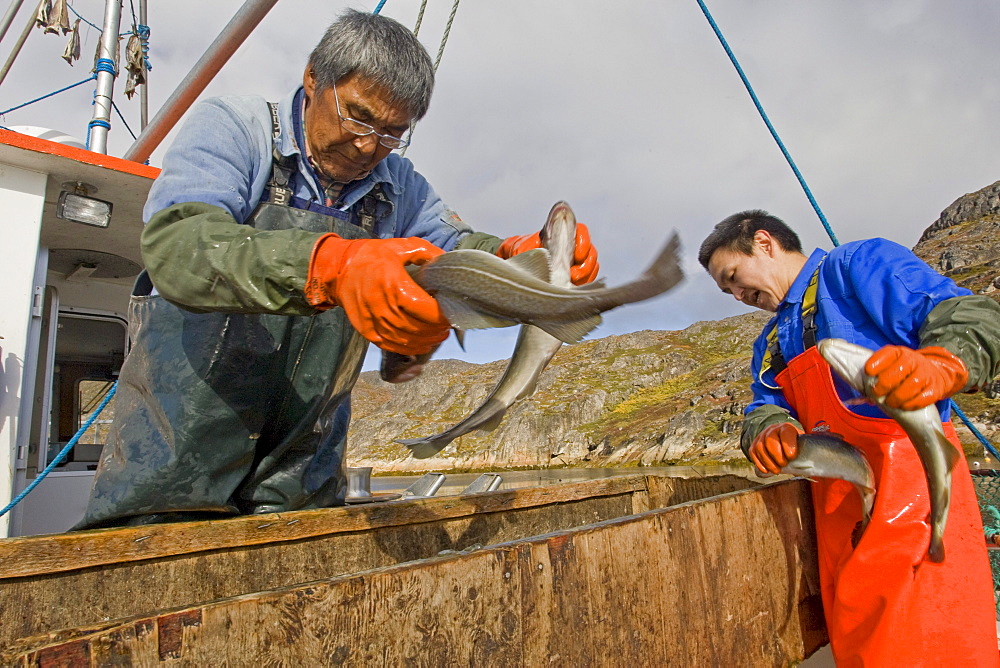 Local cod fishermen in Qaqortoq, Greenland.