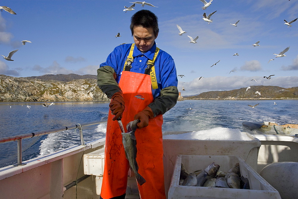 Local cod fishermen in Qaqortoq, Greenland.