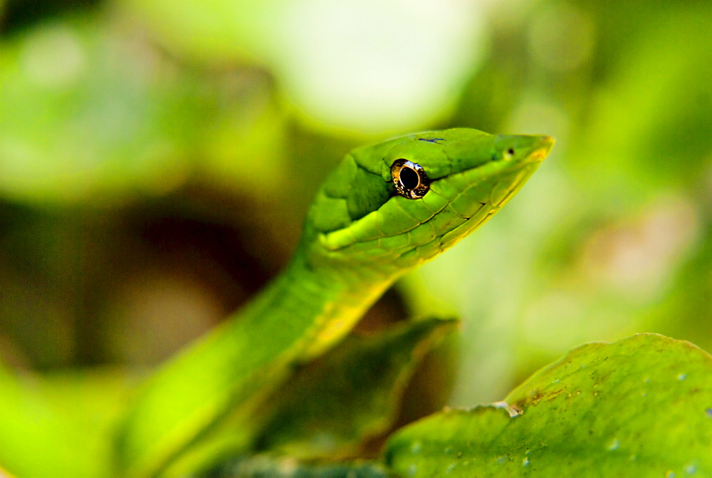 A stem leaf snake rests in an alert position in the amazon rainforest.