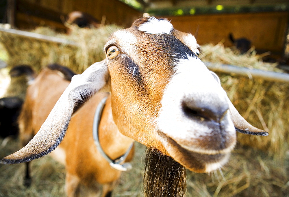 Wide angle shot of an Oberhasli goat at Beltane Farm in Lebanon, Connecticut.