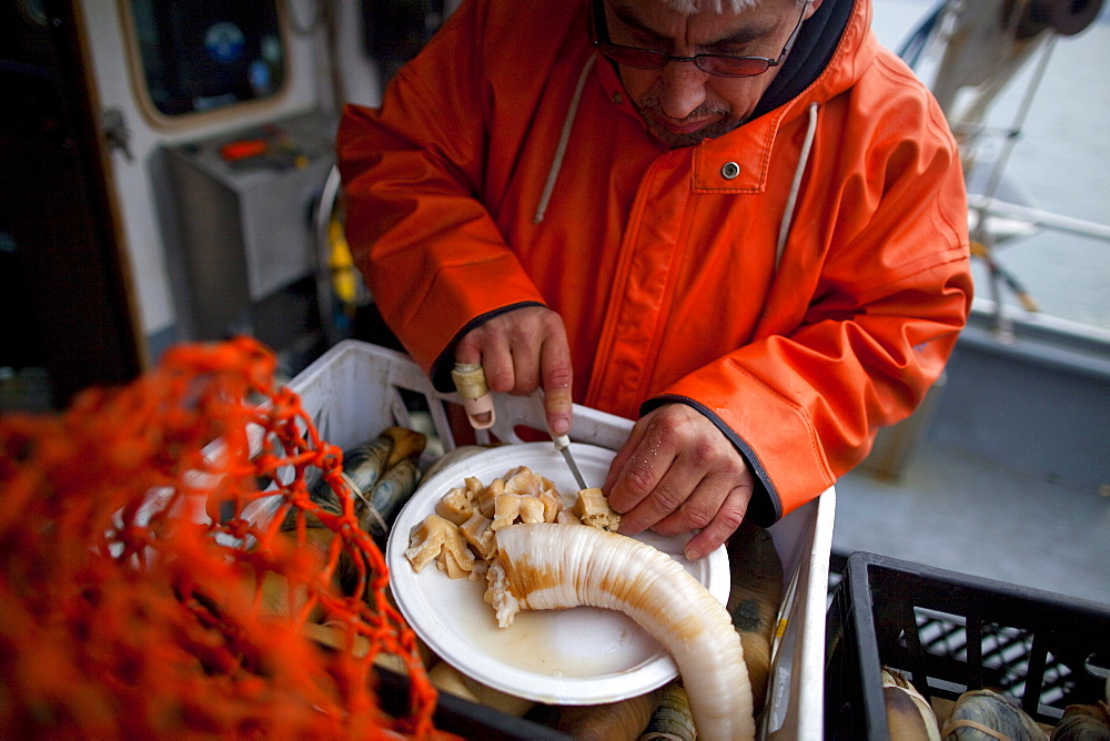 Boat captain cuts fresh geoduck for his crew to eat on deck while Native American divers, from the Suquamish Tribe, continue harvesting geoducks in Puget Sound near Suquamish, Washington