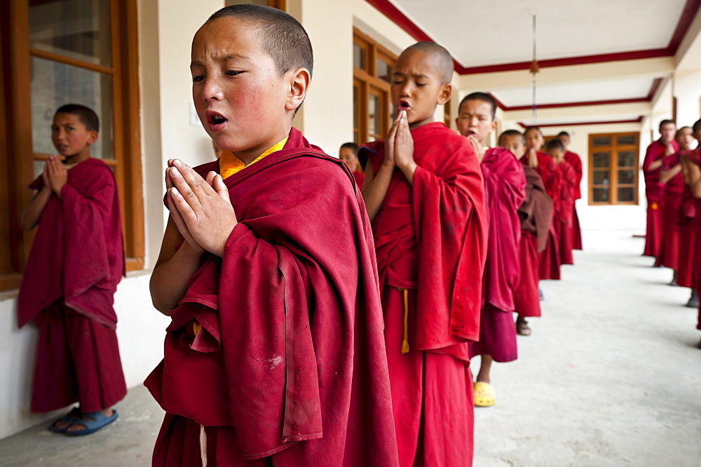 Young monks praying before lessons, Likir Monastery, Ladakh, India.