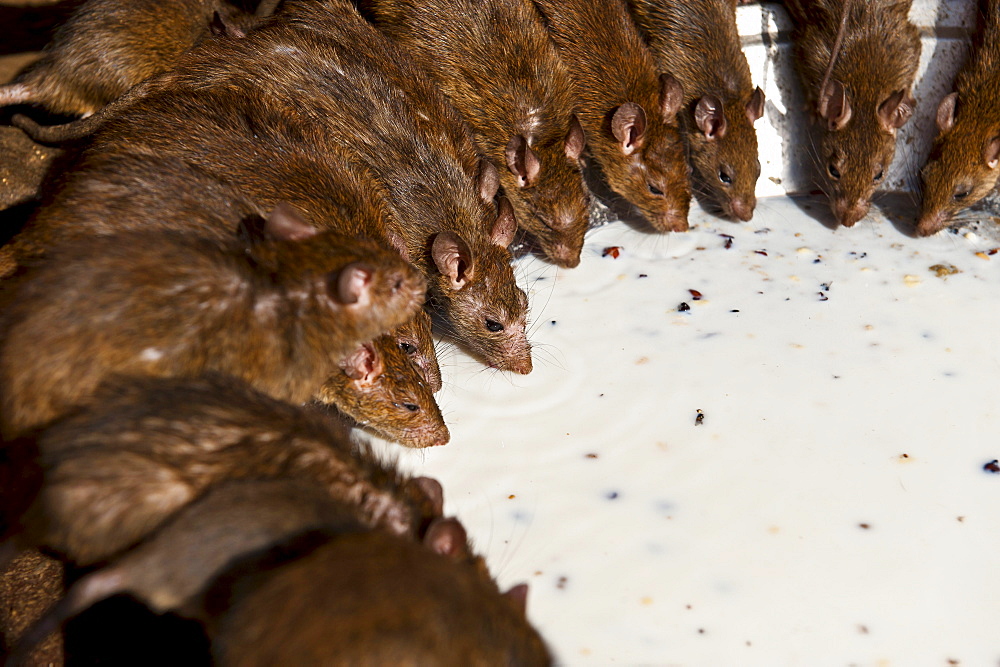 Holy rats in Karni Mata (Rat Temple) in Deshnoke, Rajasthan, India.