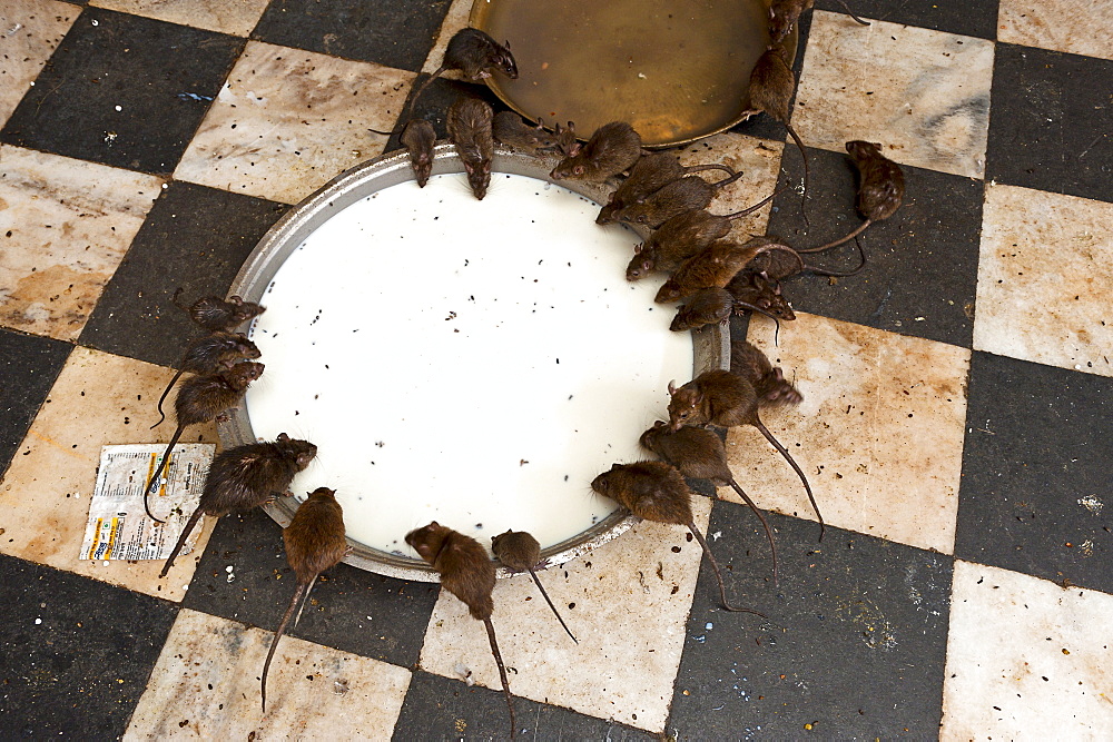 Holy rats in Karni Mata (Rat Temple) in Deshnoke, Rajasthan, India.