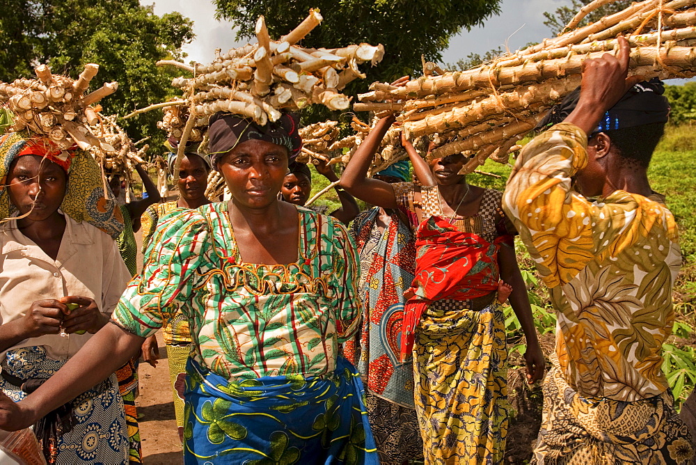 Africa Cassava Farmers carry stems on head