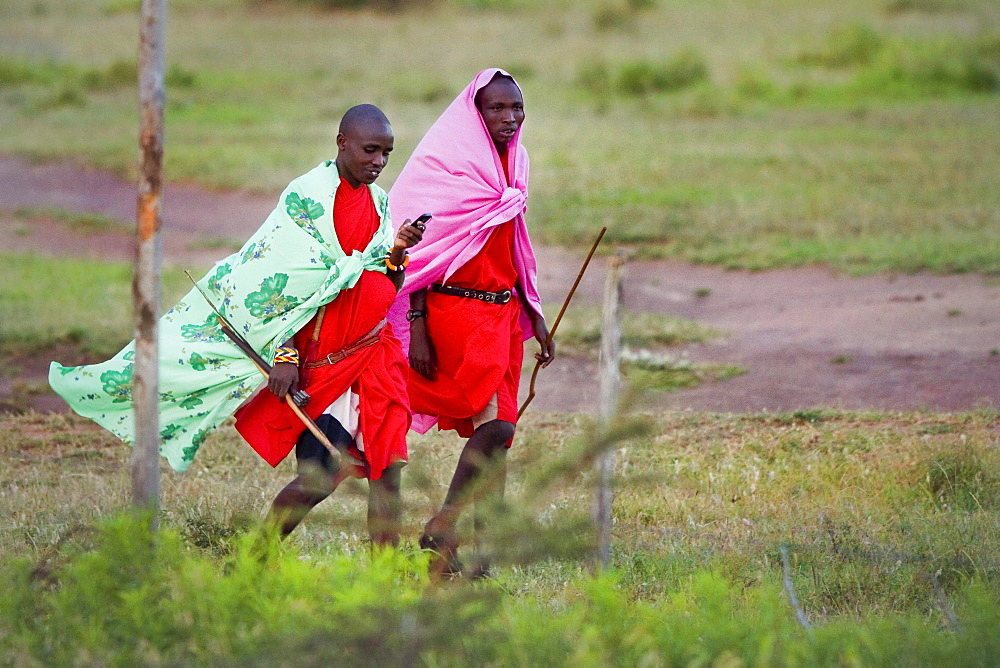 Masai tribesman walk and talk on Cellphone