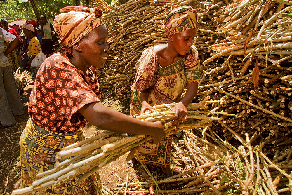 Cassava seed distributed to Congolese farmers.