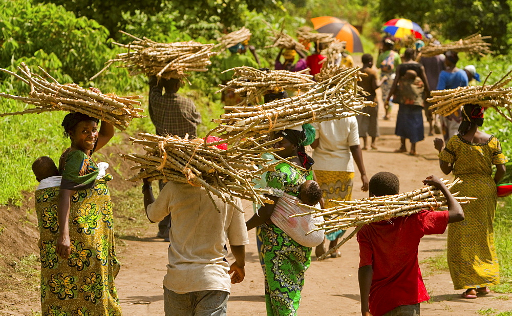 Large Group Carry Cassava Bundles