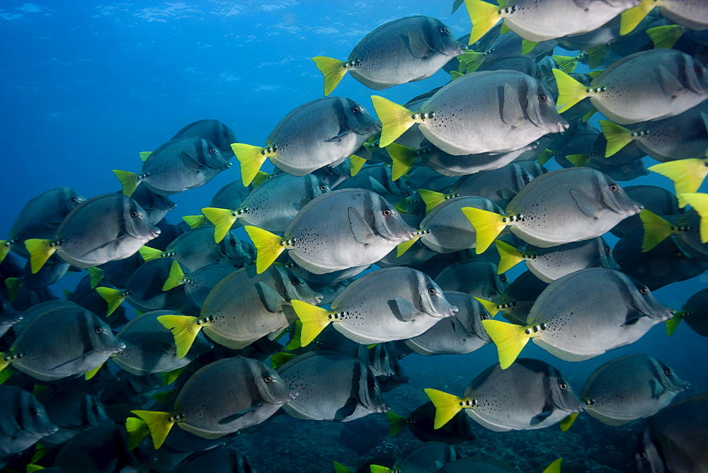 Large schools of Razor surgeonfish (Prionurus laticlavius), abound in the Galapagos Islands.