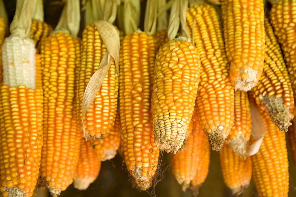 Corn for animal feed grown on a small rural farm that is part of a cooperative of local farmers who grow medicinal herbs and other organic products in and around the small community of Turvo, central Parana state, Brazil.