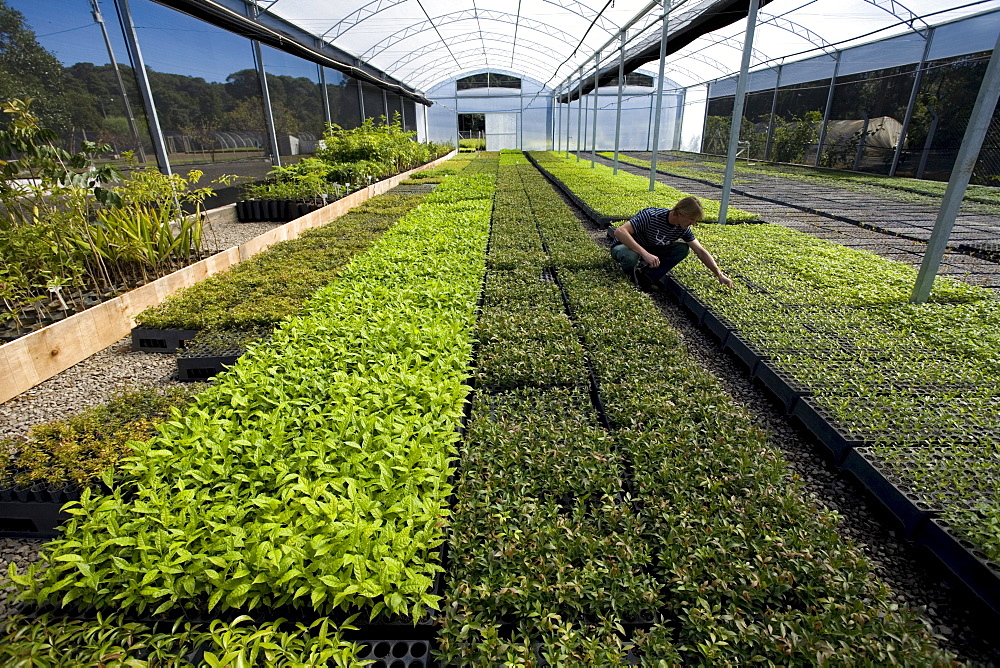 Worker at a large state-owned tree nursery near the city of Guarapuava, Parana state, Brazil.