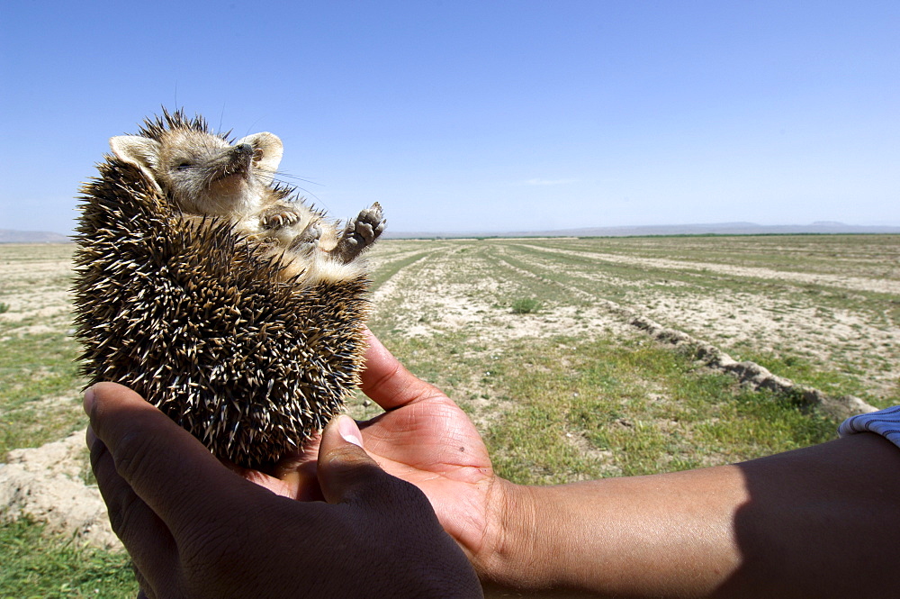 A man holds a long eared hedgehog (Hemiechinus auritus)  found along a road in Gurian District, Herat Province, during a wildlife survey of northwest Afghanistan