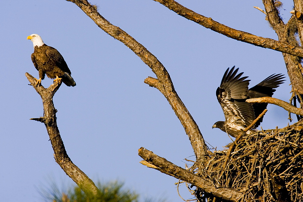 An adult Bald Eagle (Haliaeetus leucocephalus) assumes the sentry position as one of its juviniles prepares to fledge from the nest on the gulf coast of Florida.  The symbol of America was removed from the endangered species list in the lower 48 , a status it has held since 1967, after its numbers increases from just over 400 nesting pair ro about 10,000 in the lower 48.