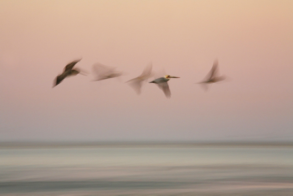 The movement of five pelicans is blurred as they pass by a pink sunset sky in Baja California's Magdalena Bay, a hot spot for wildlife seekers. Mexico.