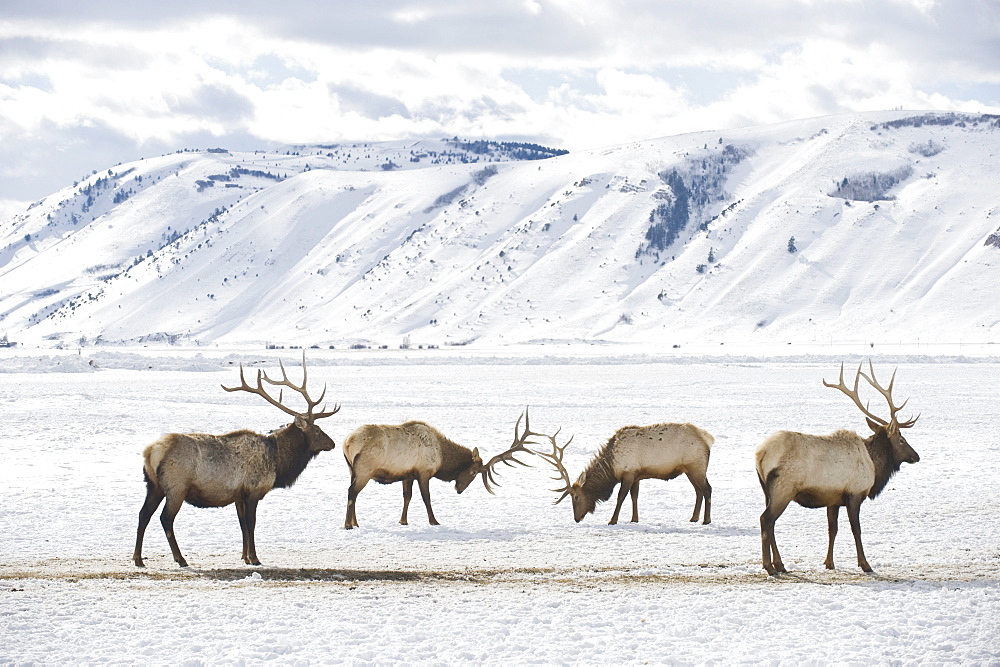 Two bull elk sparring on February 11, 2008 in the elk refuge near Jackson, Wyoming.