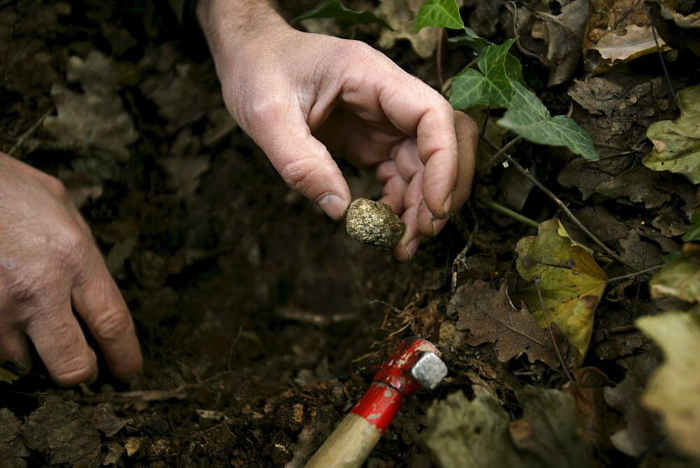 Black truffle found in the ground in Roddi, Piedmont, Italy.