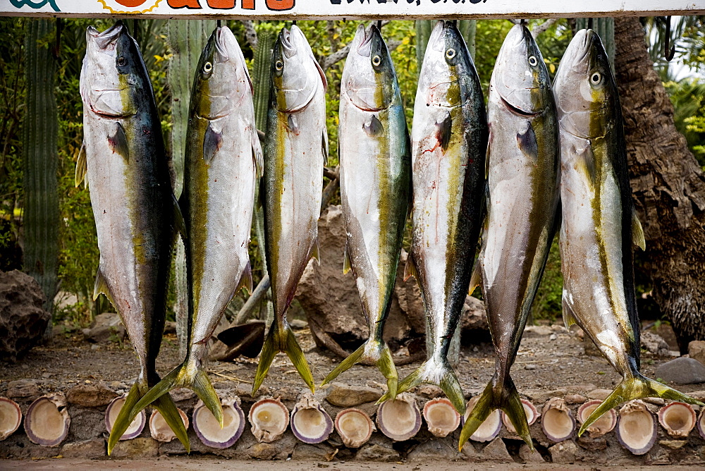 Loreto, Baja California Sur, Mexico. Seven tuna hang from a sign in Baja, Mexico.