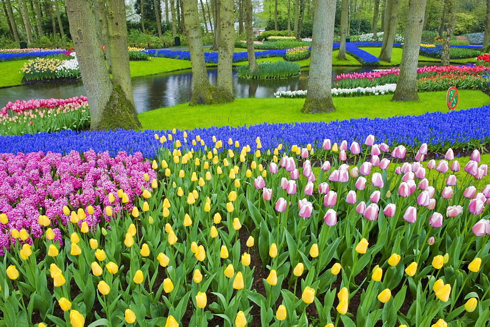 Tulips, hyacinth and other flower species growing at Keukenhof Gardens, Lisse, Netherlands.