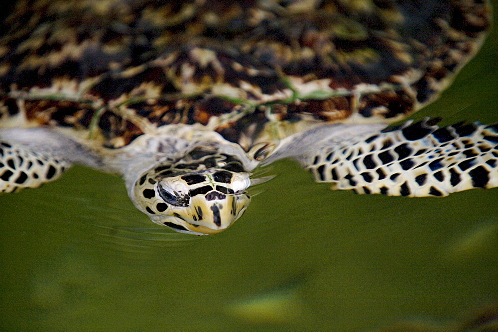 Sea Turtle, Kulu Ecopark, Viti Levu, Fiji.