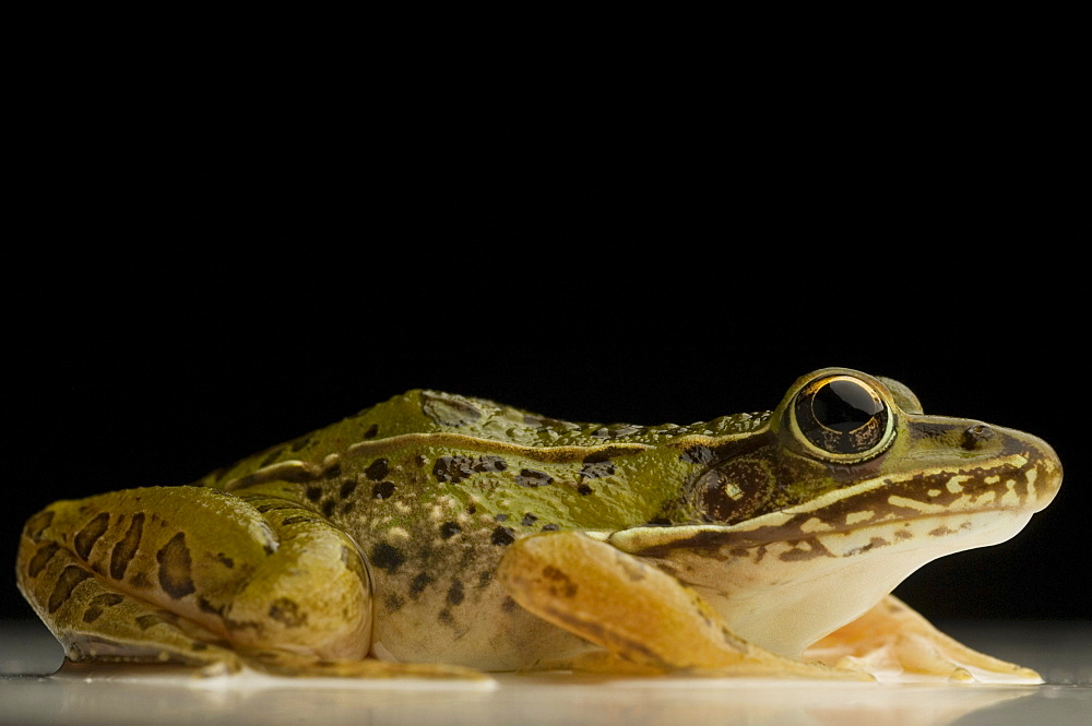 Southern Leopard Frog Rana sphenocephala (Rana utricularia) is common to most Eastern states. A nocturnal animal, it breeds all year round and can be found near any freshwater location. (macro studio)