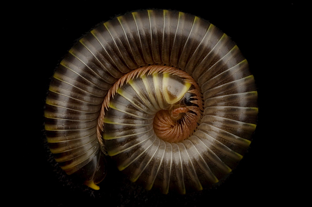 The Florida Ivory millipede (Spirobolida: Spirobolidae) a class of arthropod is thought to be among the first animals to have colonized land during the Silurian geologic period. The millipede's most obvious feature is its large number of legs. contrary to the Latin derivative of their name (thousand foot) the common species have between 80 and 400 legs.