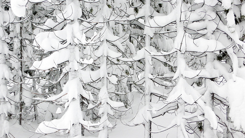 Side view of tree branches covered in fresh snow in Bend, Oregon.