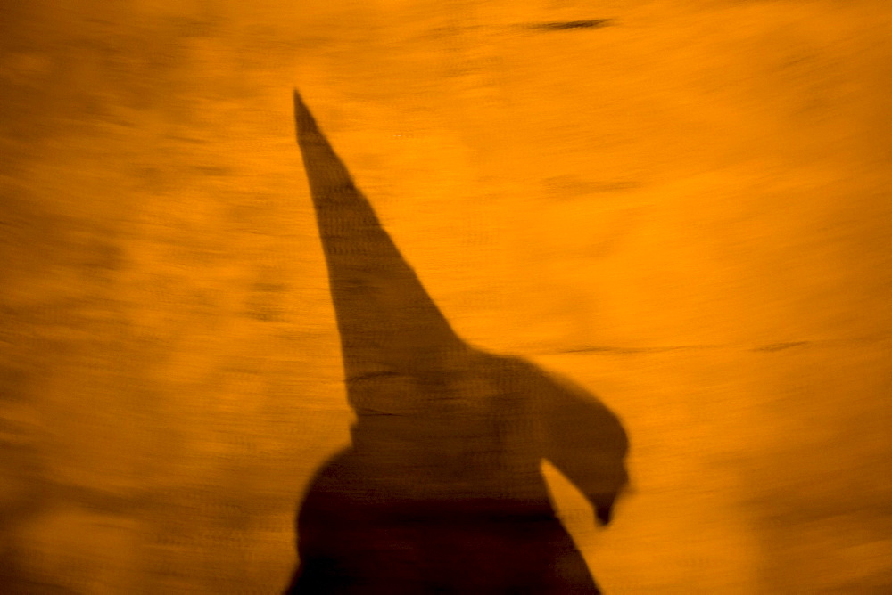 A penitent's shadow is cast on a wall during a late night Holy Week procession in the town of Espera in southern Spain's Cadiz Sierra region in Andalucia, March 19, 2008. Easter processions in Andalucia during Holy Week are a public display of Catholic imagery which tells the story of Jesus Christs' arrest, death and resurrection.