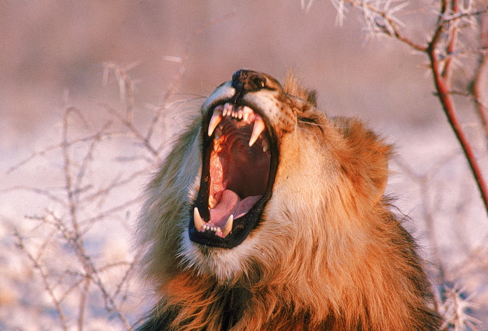 Lion shows his teeth, Namibia.