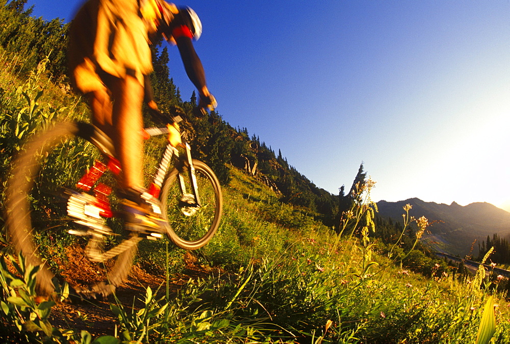 A mountain bike rider blasts down a trail just outside Mt. Rainier National Park at sunrise.