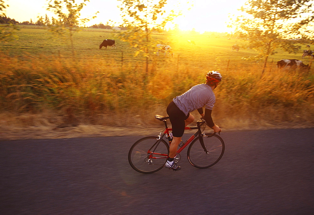 A road cyclists rides by cows in a pasture, with the sunset, near Eunumclaw, Washington.