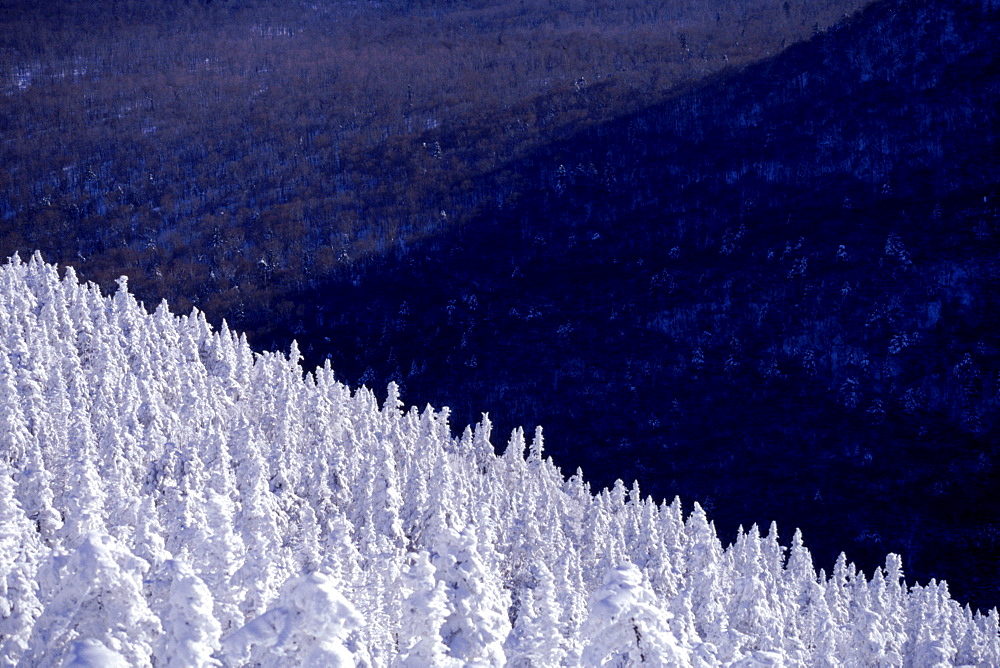 Snow covered trees on Jay Peak in Jay, VT.