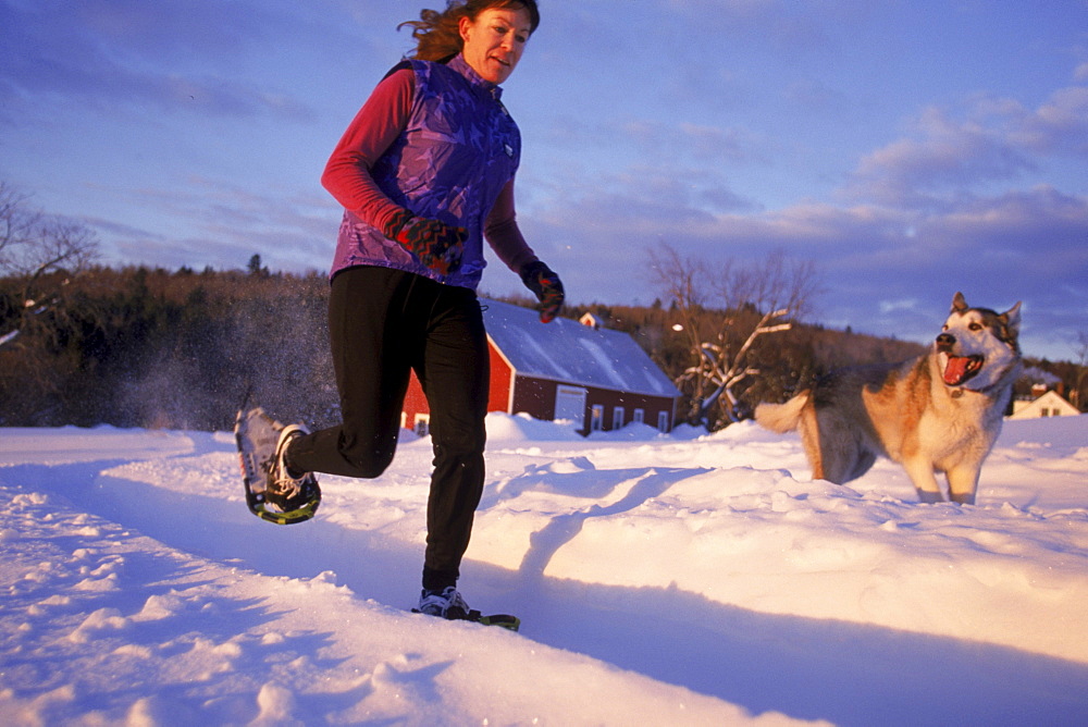 Meril Cray and her dog Mako play in the first light of day during a jog near Cray's home in Middlesex VT. Cray, an avid jogger during the summer is one of the many people across the country who have taken on the sport of snowshoe running.