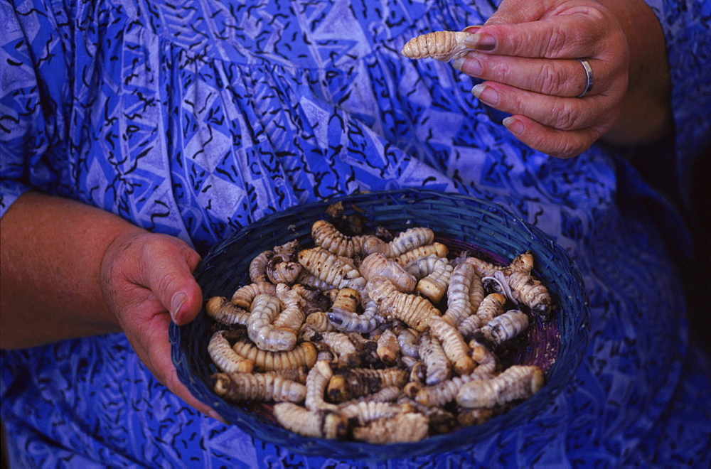 Festival of the Ver de Bancoule, a large endemic beetle, held each year at Farino, New Caledonia.