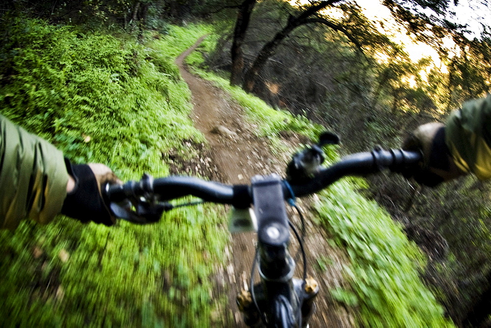 A mountain biker speeds down a path surrounded by a lush, green, environment.