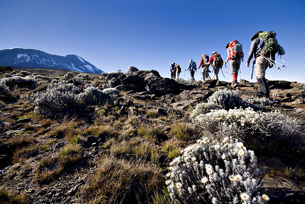 Hikers trek towards Mt. Kilimanjaro mid-morning as the peak lurks in the distance.