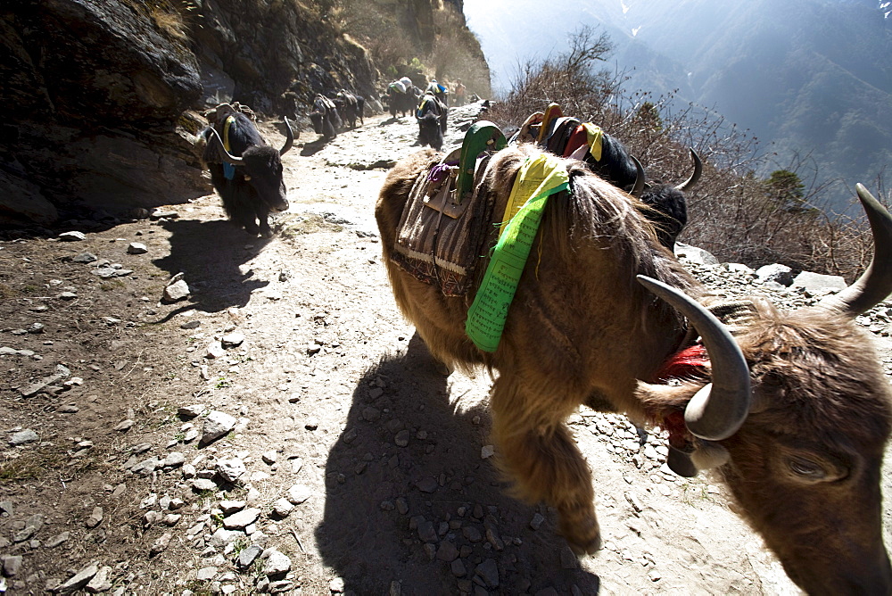 A yak train kicking up dust in Nepal.