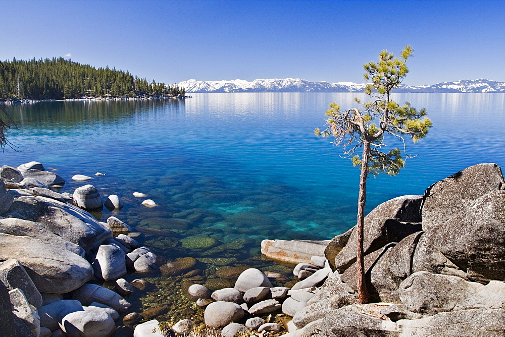 A lone pine tree on the rocky shore of Lake Tahoe in Nevada