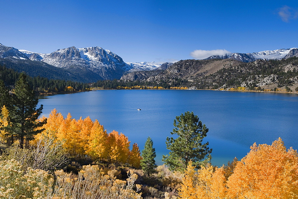 Yellow fall aspen trees with snowy mountians and June Lake in the Sierra mountains of California