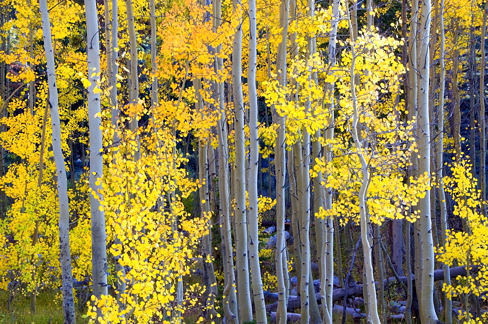 Aspens turn bright yellow and orange in the fall in Lake Tahoe, NV.