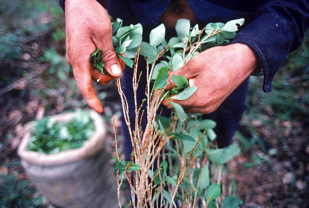 Picking Coca leaves in the Vaupes River Basin, Colombia.