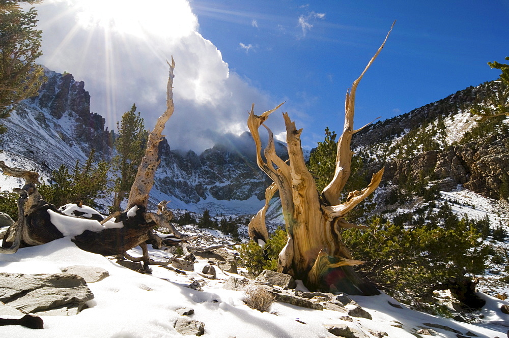 Rays of sun penetrate the clouds illuminating several bristlecone pine trees in the Wheeler Peak Grove in Great Basin National Park, NV.