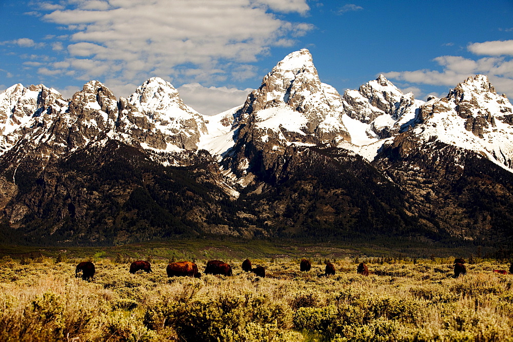 Grand Tetons in Jackson Hole Wyoming at sunrise.