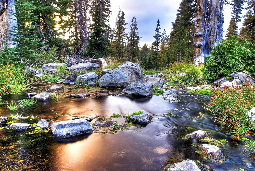 Beautiful light illuminates Gray Creek at sunset in the Mount Rose Wilderness near Lake Tahoe, Nevada.