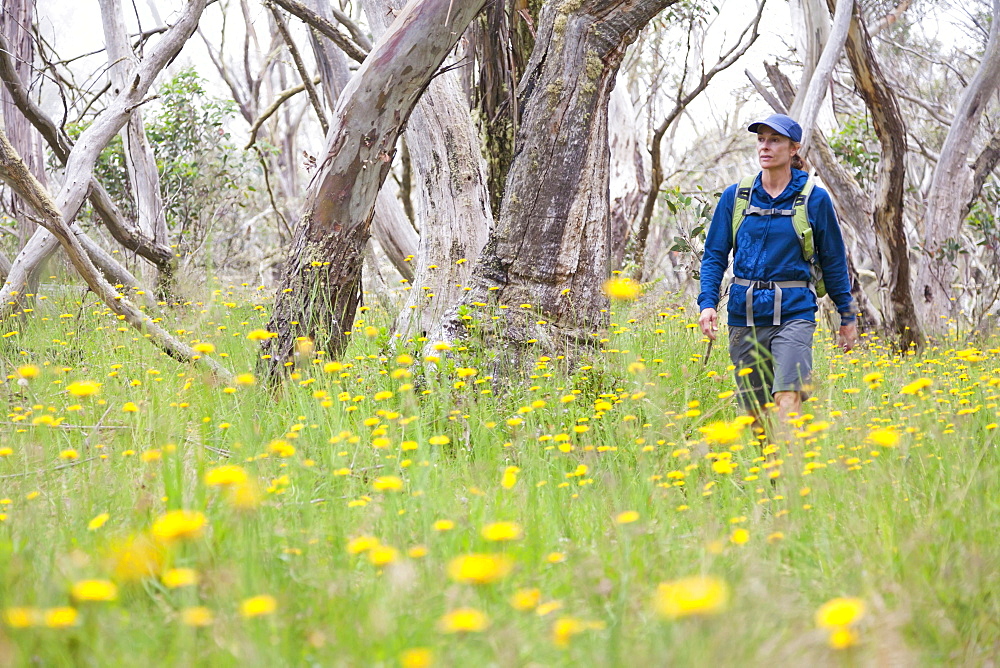 Sabina Allemann, 49 years old, is hiking to Mt Tabletop in the Alpine National Park on 21st January 2012, Victoria, Australia.