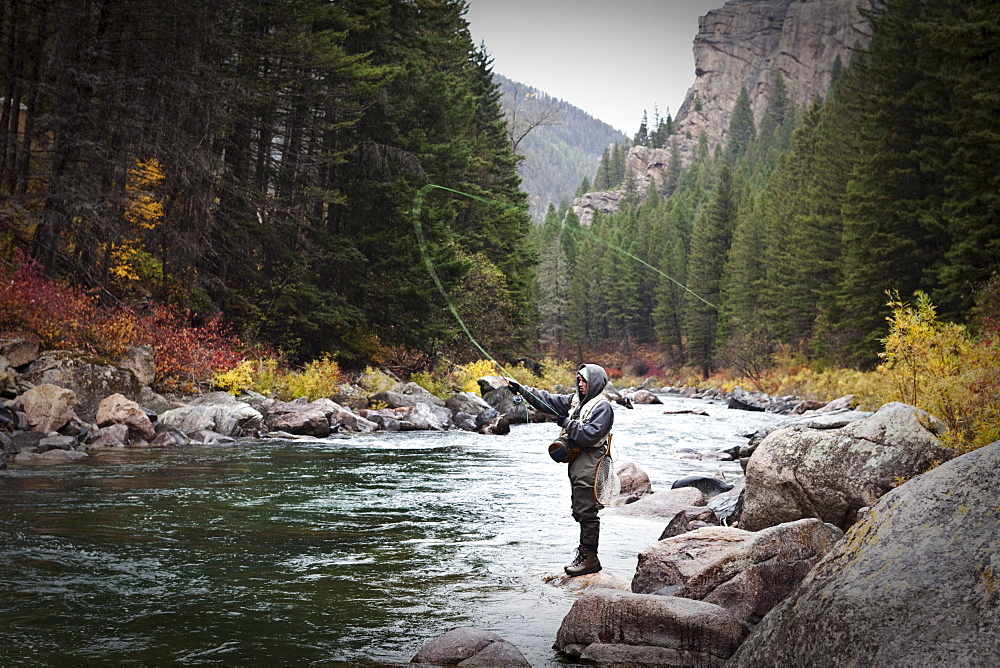 A athletic man fly fishing stands on the banks of the Gallatin River surrounded with the fall colors in Bozeman, Montana.