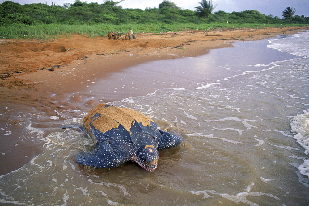 Leatherback turtle buries eggs on beach at Galibi Nature Reserve in Suriname.