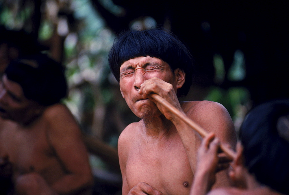 Yanomami Indian shaman snorts epene, a hallucinogenic powder. In the Amazonian Forest in southern Venezuela.