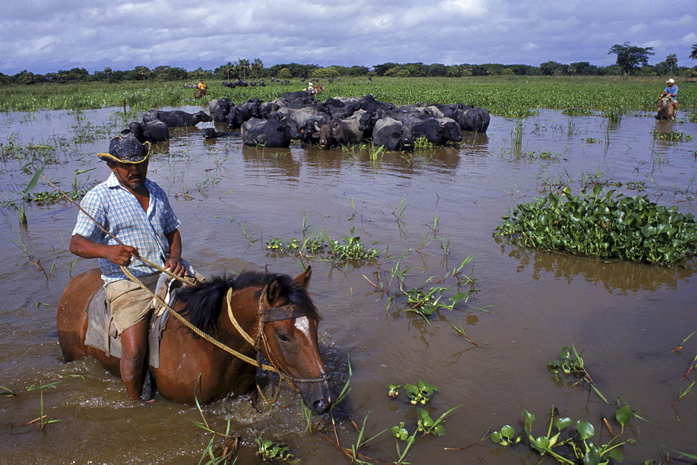 Cowboy with a herd of water buffalo on the flooded llanos, Venezuela, South America.