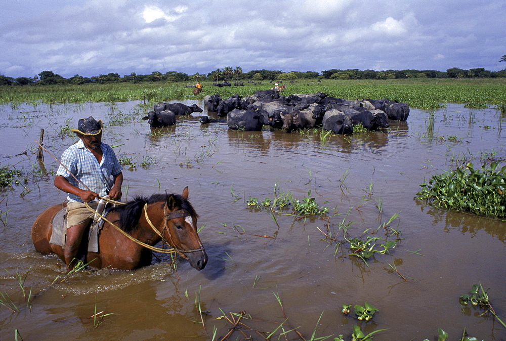 Cowboy with a herd of water buffalo on the flooded llanos, Venezuela, South America.