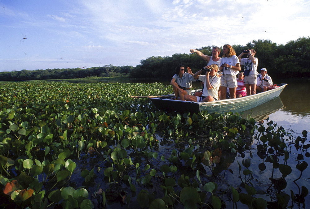 Tourists on water hyacint clogges waterway on Ato el Cedral ranch on the llanos, Venezuela, South America.